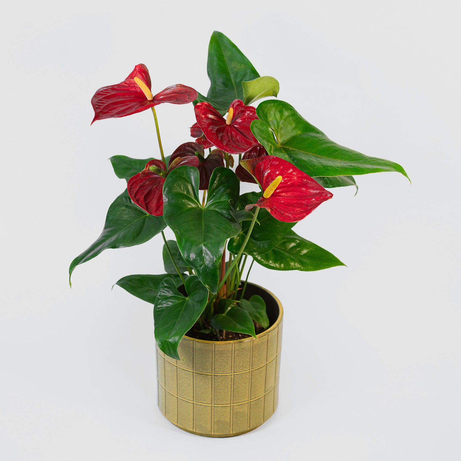 Anturium czerwone (Anthurium 'Diamond red') – roślina doniczkowa, Kwiaciarnia Bukiecik Jawor