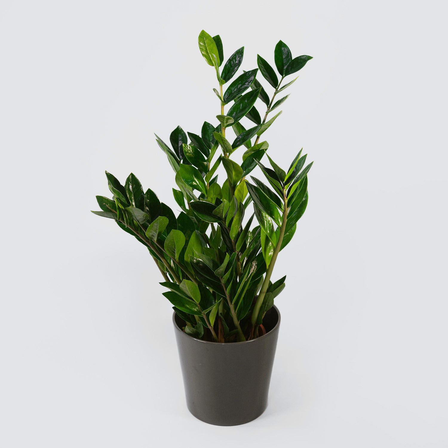 Zamiokulkas (Zamioculcas zamiifolia) – roślina doniczkowa, Kwiaciarnia Bukiecik Jawor