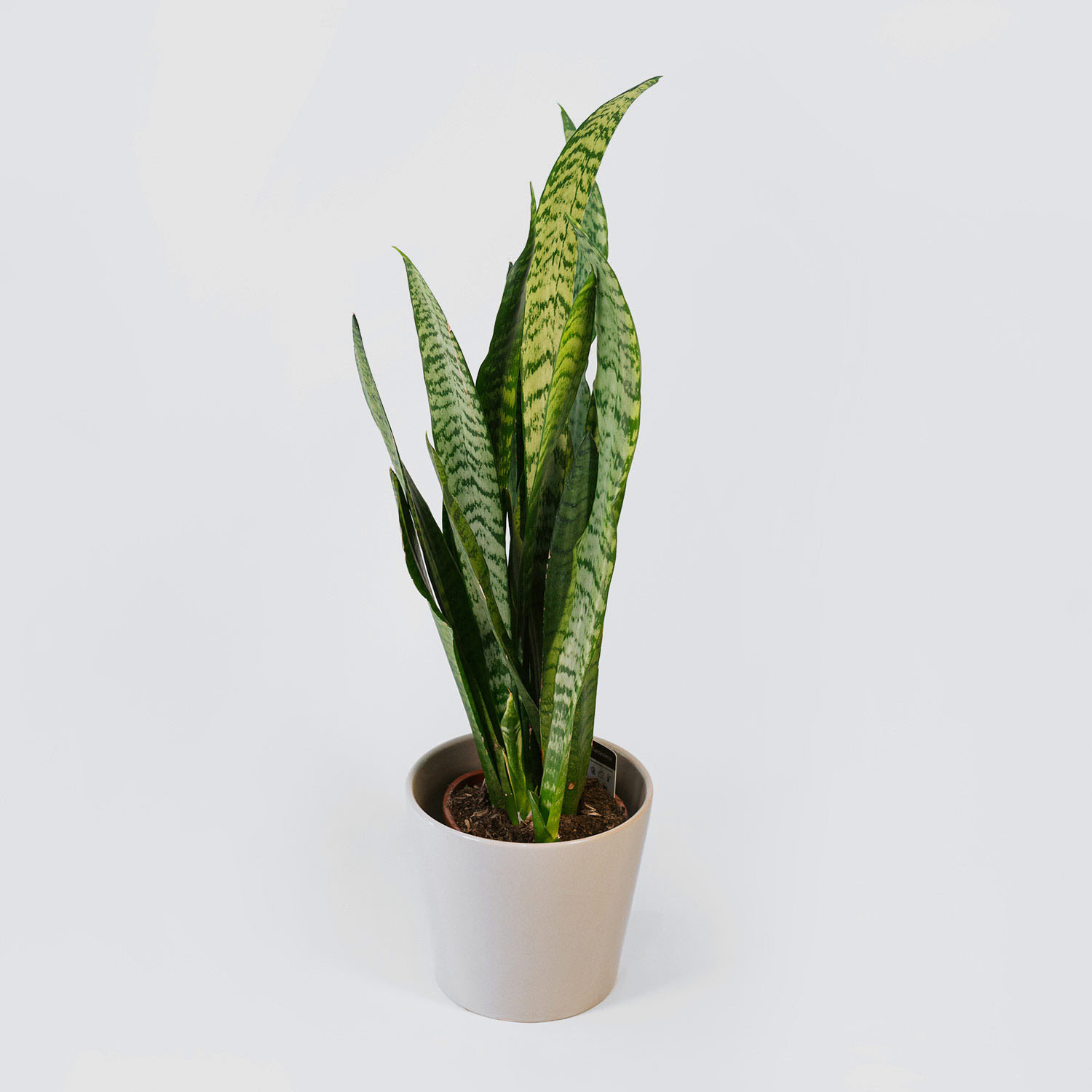 Sansewieria gwinejska (Sansevieria trifasciata) – roślina doniczkowa, Kwiaciarnia Bukiecik Jawor