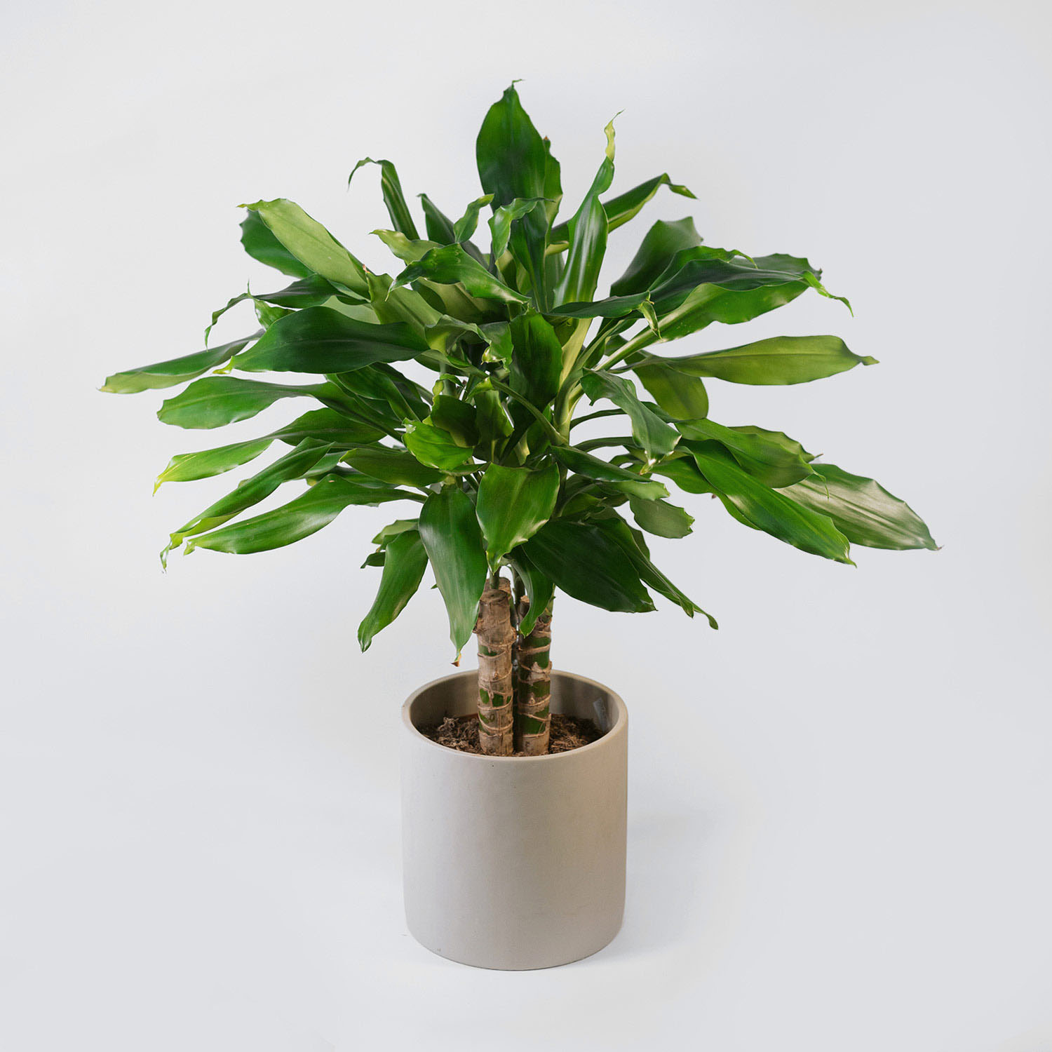Dracaena (Fragrans 'Steudneri') – roślina doniczkowa, Kwiaciarnia Bukiecik Jawor