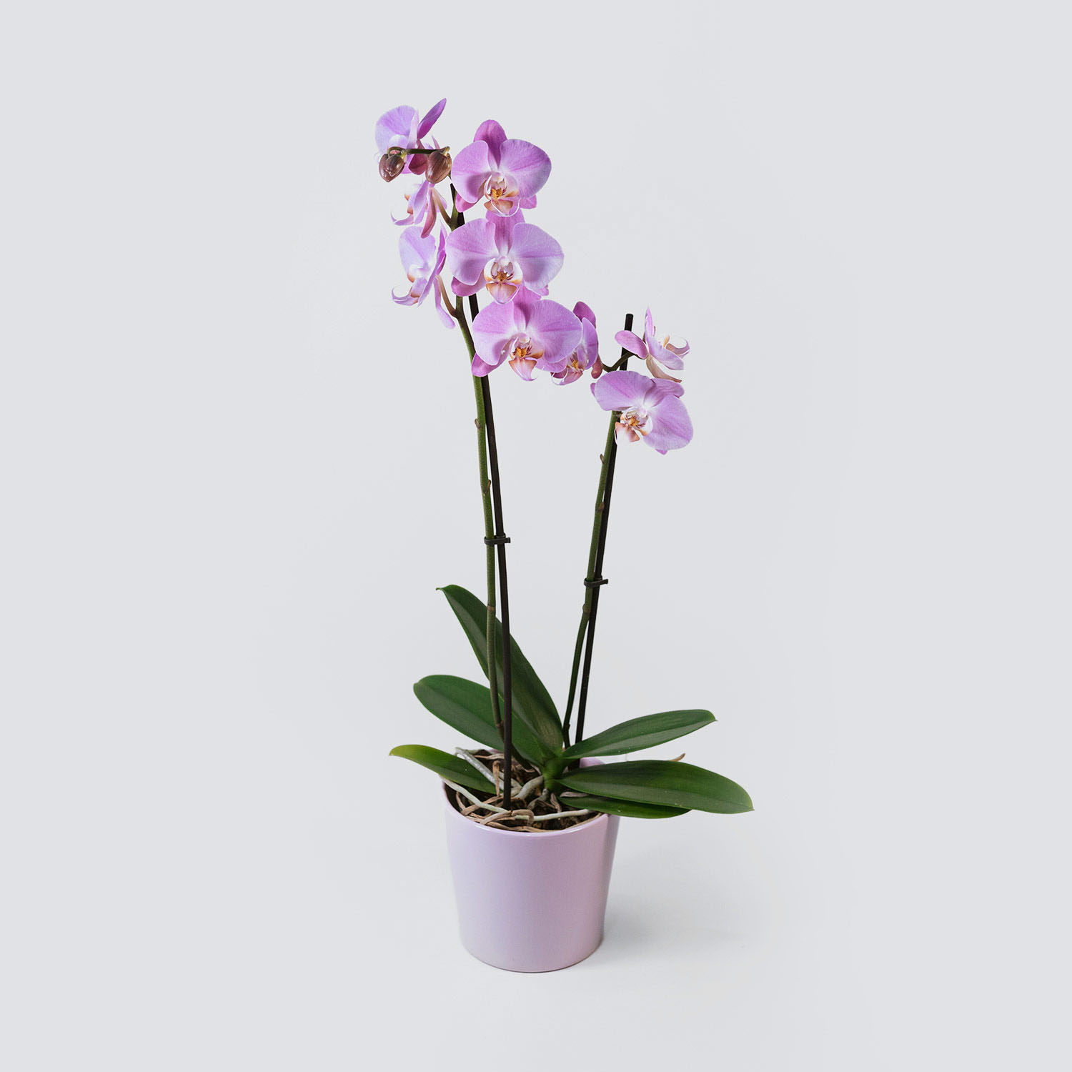 Storczyk (Phalenopsis) – roślina doniczkowa, Kwiaciarnia Bukiecik Jawor