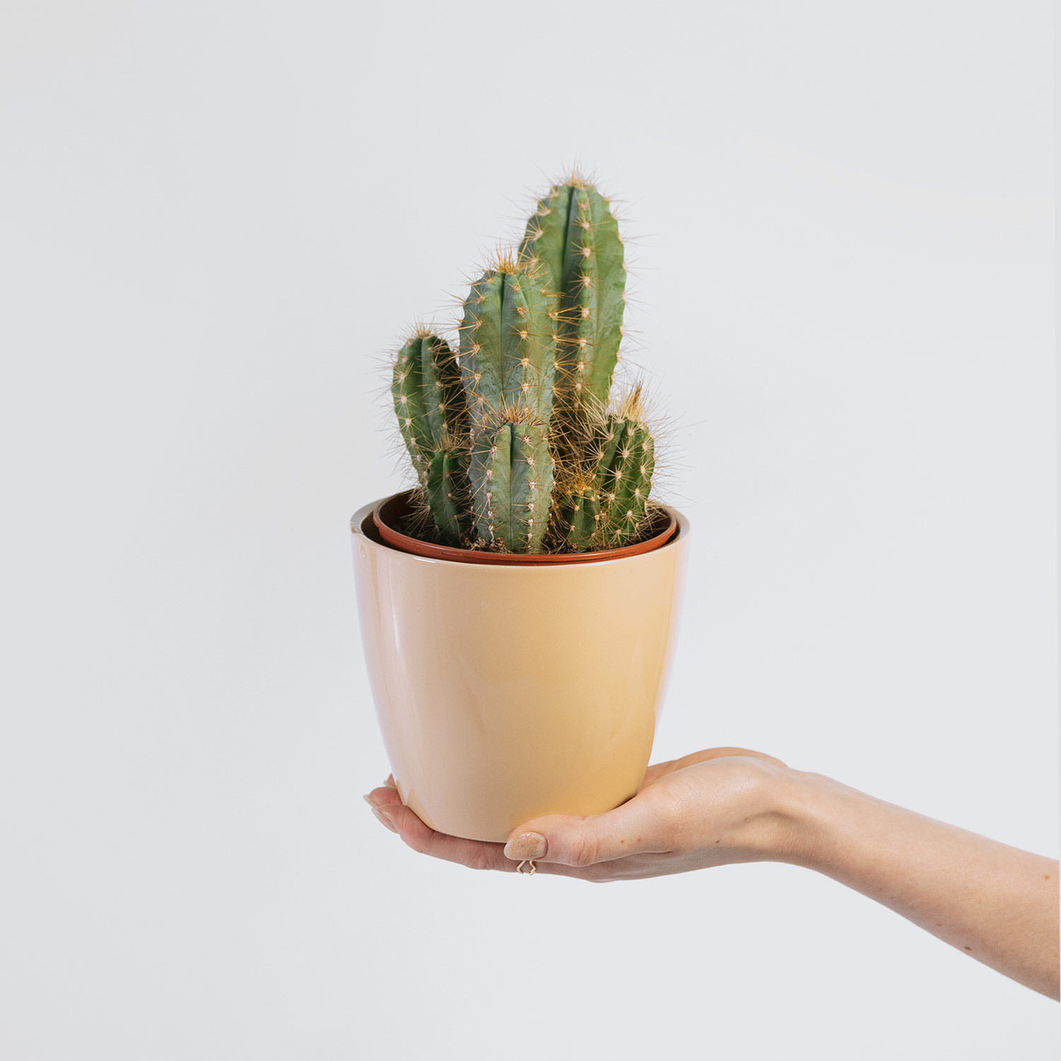 Kaktus (Cactaceae) – roślina doniczkowa, Kwiaciarnia Bukiecik Jawor