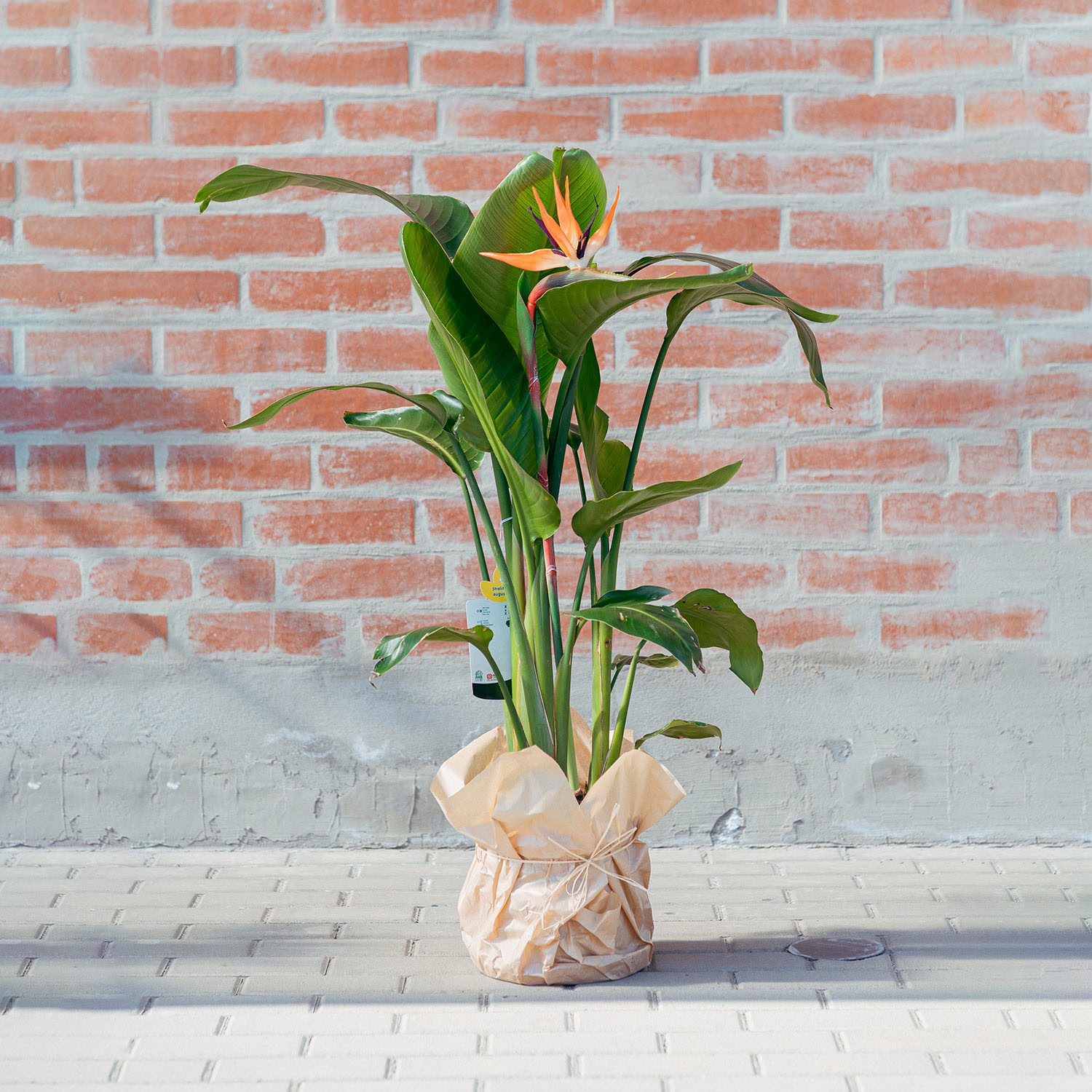 Strelicja królewska (Strelitzia reginae) – roślina doniczkowa, Kwiaciarnia Bukiecik Jawor