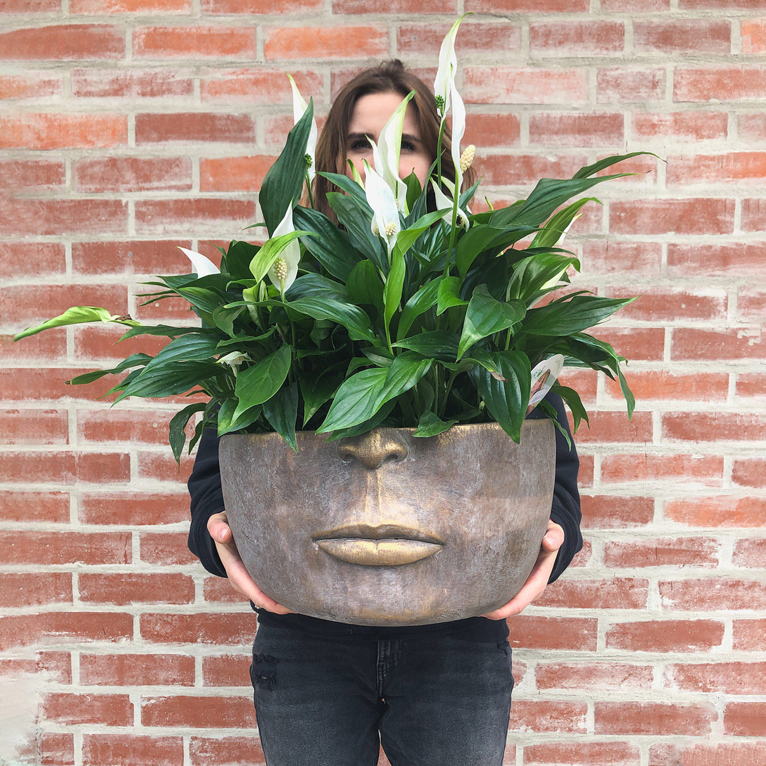 Skrzydłokwiat (Spathiphyllum) – roślina doniczkowa, Kwiaciarnia Bukiecik Jawor