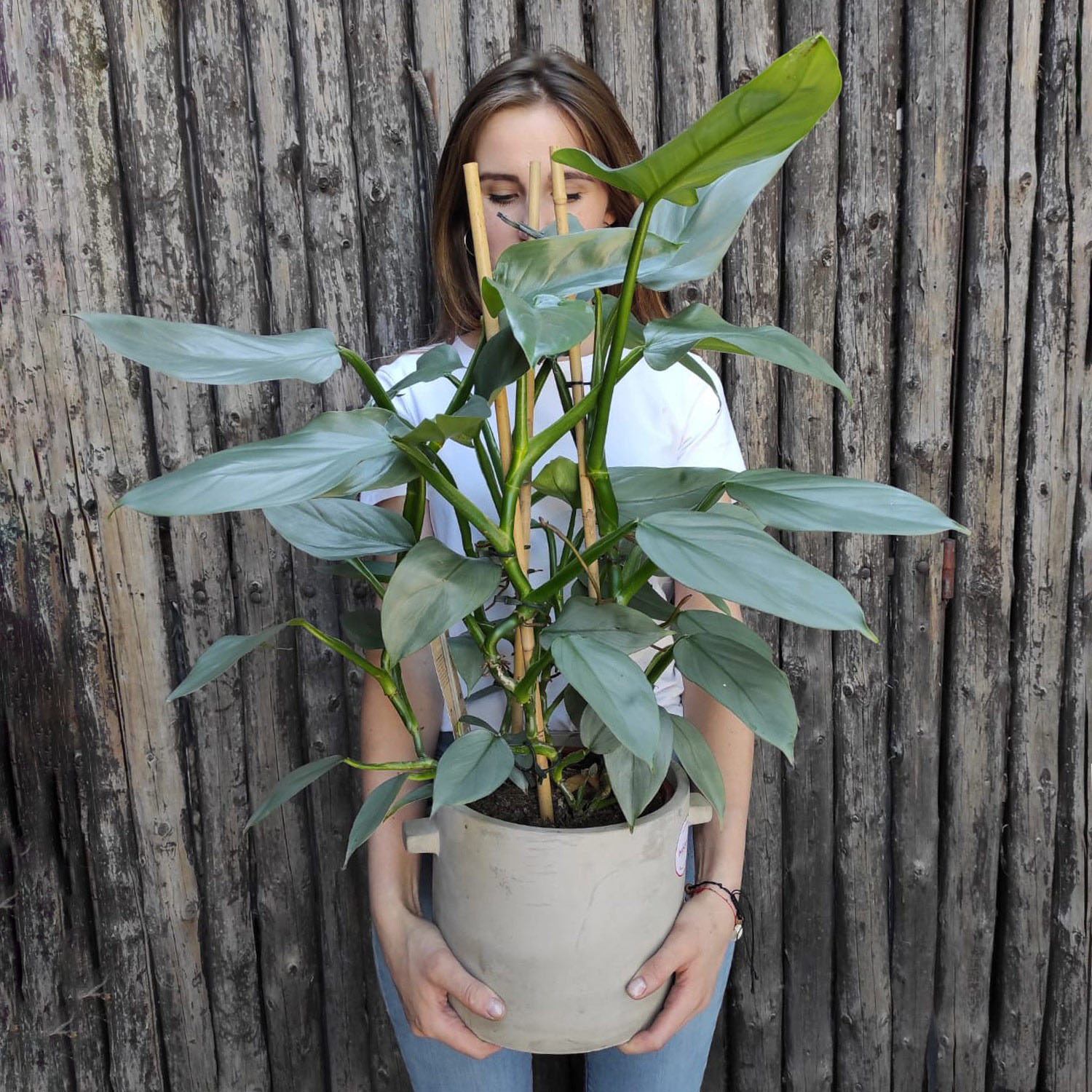 Filodendron (Philodendron 'Silver Queen') – roślina doniczkowa, Kwiaciarnia Bukiecik Jawor